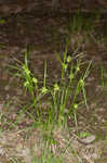 Greater bladder sedge